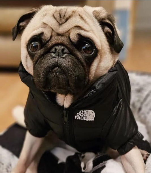 Dog coats for pugs uk hotsell