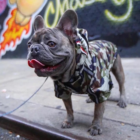 Shark ‘A Barking Pup’ Jacket - Camo